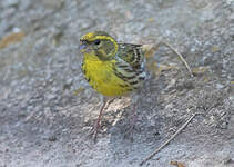 Serin cini