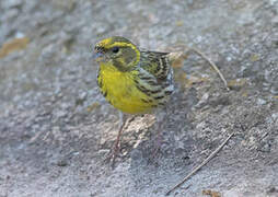 Serin cini