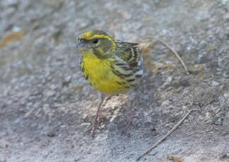 Serin cini