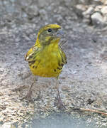 Serin cini