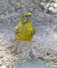 Serin cini