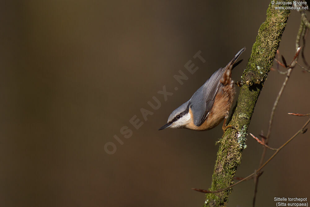 Eurasian Nuthatchadult breeding, close-up portrait