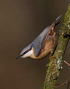 Eurasian Nuthatch