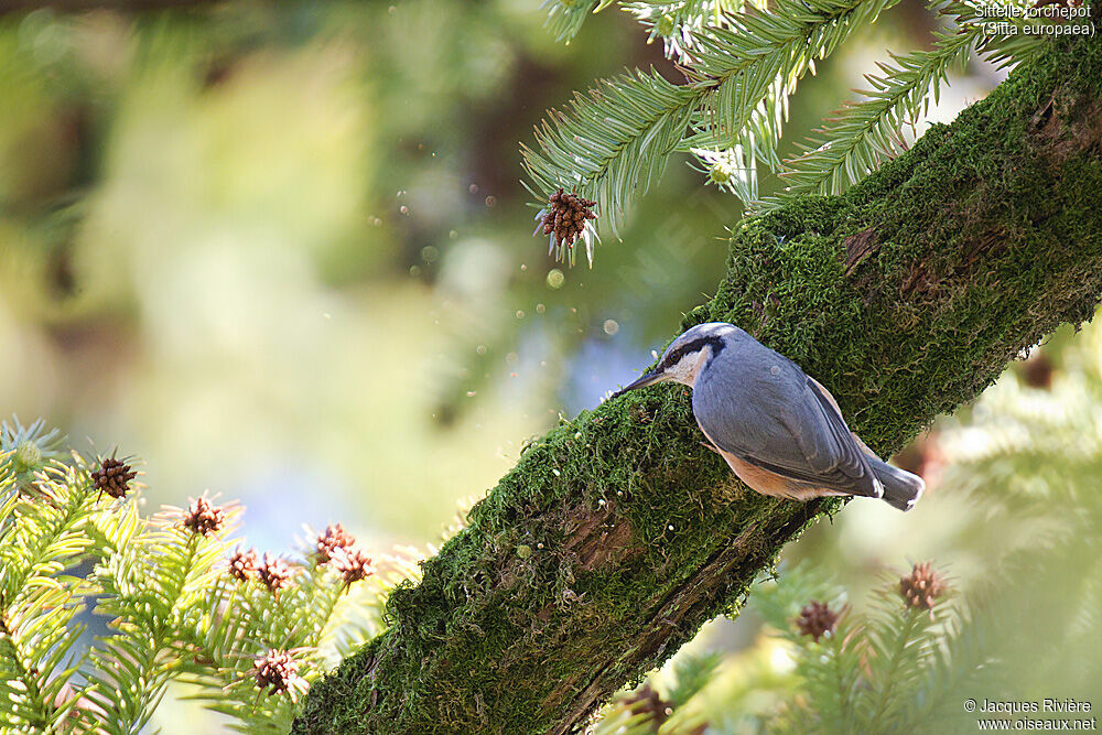 Eurasian Nuthatchadult post breeding, identification