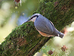 Eurasian Nuthatch