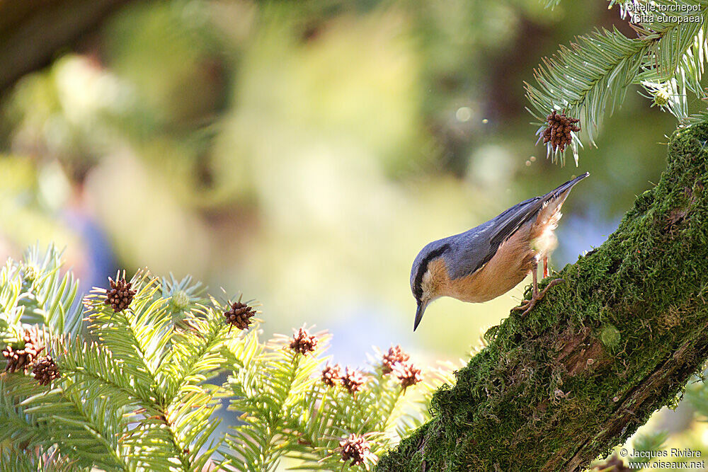 Eurasian Nuthatchadult post breeding, identification