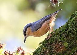 Eurasian Nuthatch