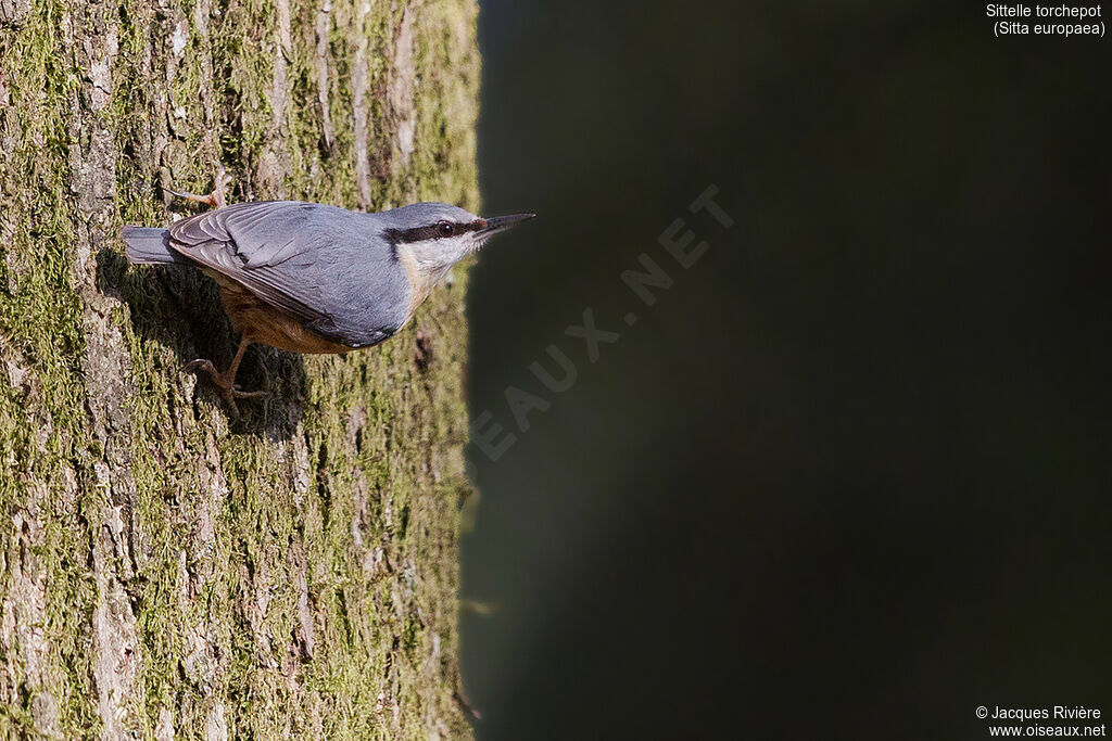 Sittelle torchepotadulte, identification