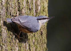 Eurasian Nuthatch