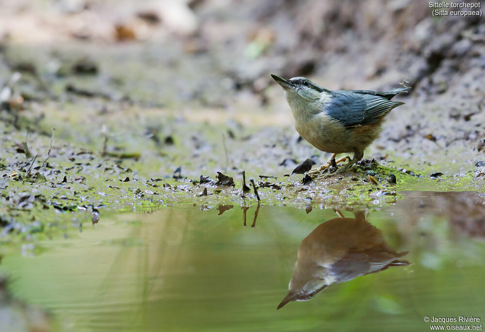 Eurasian Nuthatchadult breeding, identification, drinks