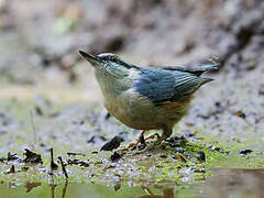 Eurasian Nuthatch