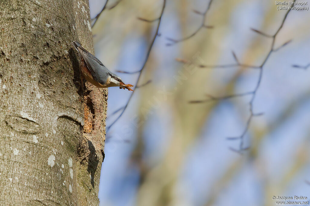 Eurasian Nuthatchadult breeding, identification, Reproduction-nesting