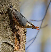 Eurasian Nuthatch