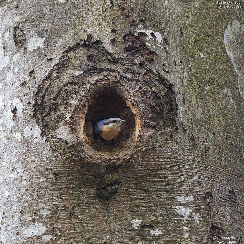 Eurasian Nuthatchadult breeding, identification, Reproduction-nesting