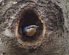 Eurasian Nuthatch