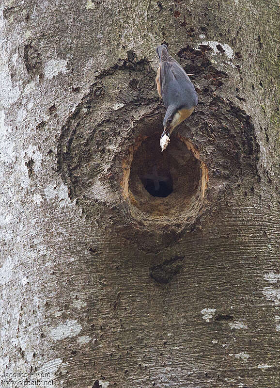 Eurasian Nuthatchadult breeding, Reproduction-nesting