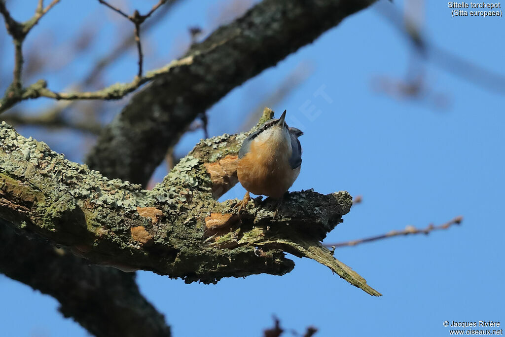 Sittelle torchepotadulte, identification