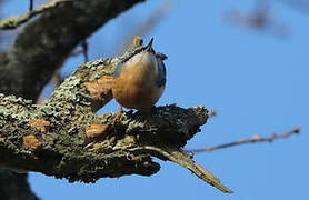 Eurasian Nuthatch