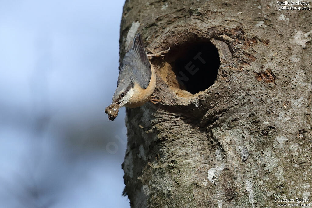 Eurasian Nuthatch female adult, identification, Reproduction-nesting