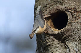 Eurasian Nuthatch