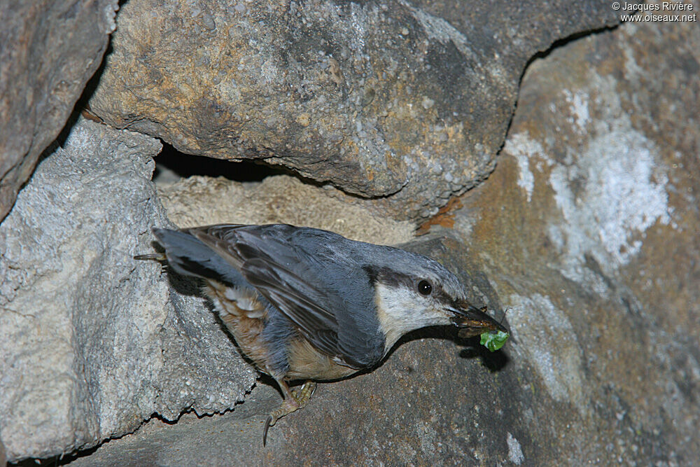 Eurasian Nuthatch female adult breeding, Reproduction-nesting