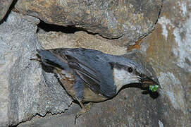 Eurasian Nuthatch