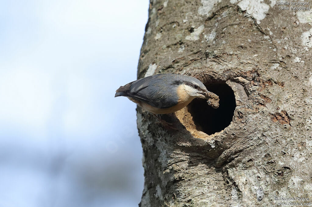 Eurasian Nuthatch female adult breeding, identification, Reproduction-nesting