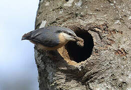 Eurasian Nuthatch