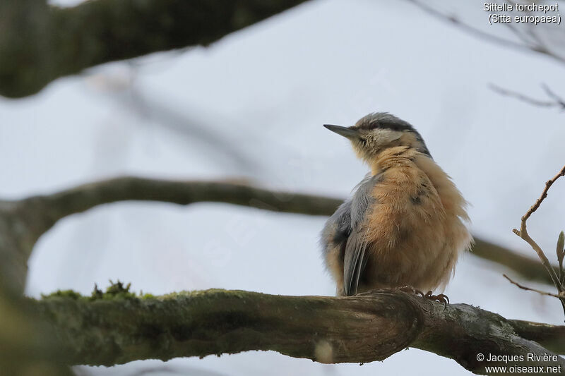Eurasian Nuthatch male adult breeding, identification, care