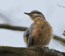 Eurasian Nuthatch