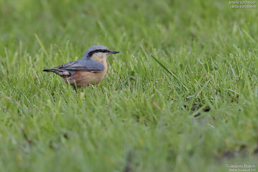 Eurasian Nuthatch male adult breeding, identification