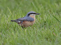 Eurasian Nuthatch