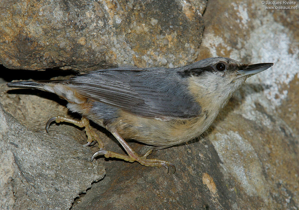 Eurasian Nuthatch female adult breeding, Reproduction-nesting