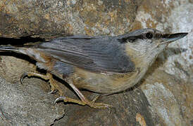 Eurasian Nuthatch