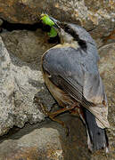 Eurasian Nuthatch