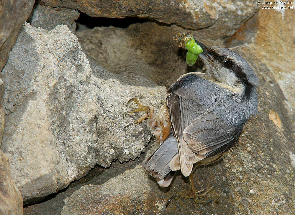 Eurasian Nuthatch male adult breeding, Reproduction-nesting