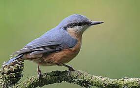 Eurasian Nuthatch