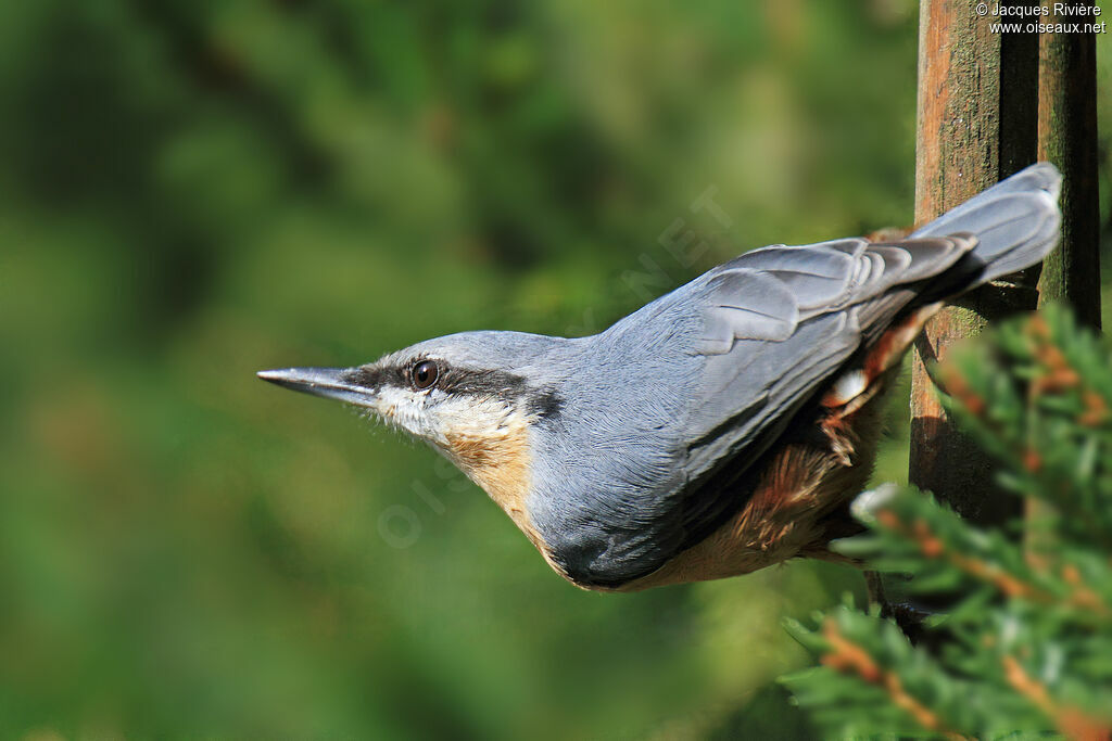 Eurasian Nuthatchadult post breeding