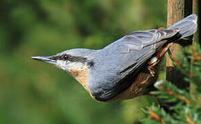 Eurasian Nuthatch