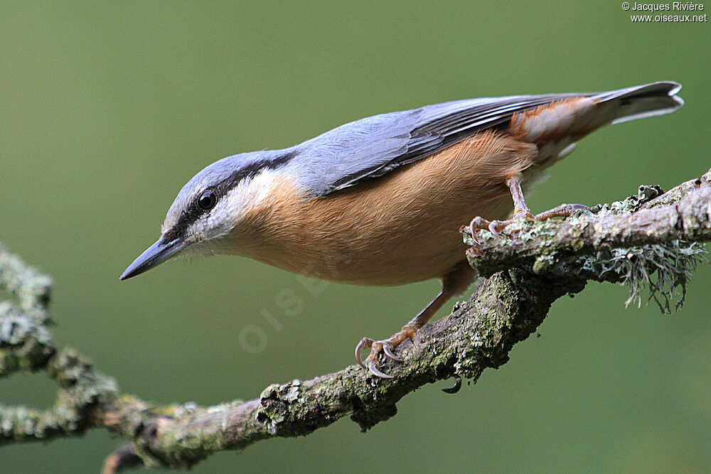 Eurasian Nuthatchadult post breeding