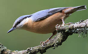 Eurasian Nuthatch