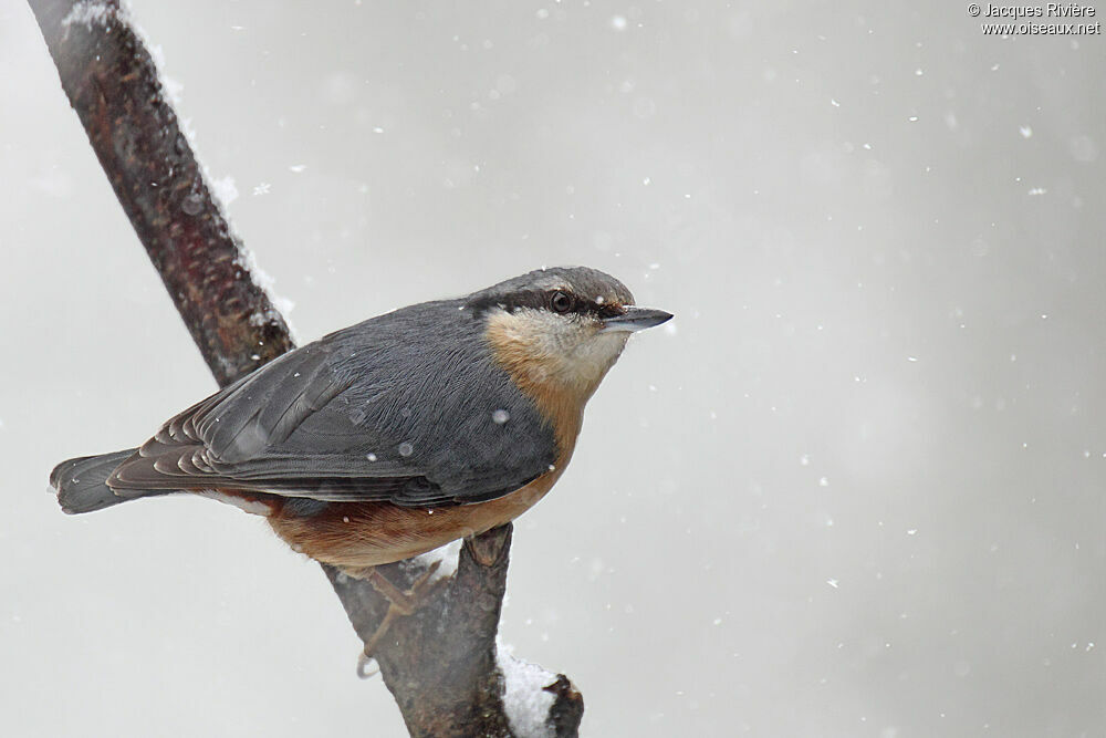 Eurasian Nuthatchadult post breeding