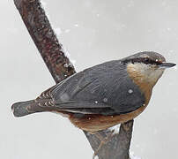 Eurasian Nuthatch