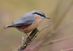 Eurasian Nuthatch