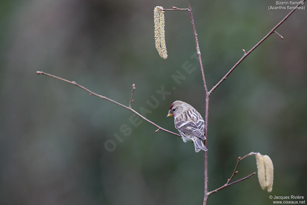 Common Redpoll male adult, identification