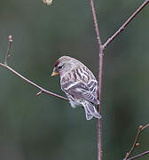 Common Redpoll