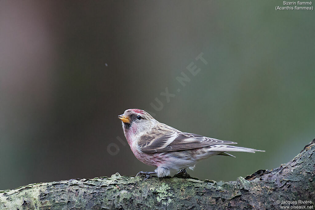 Common Redpoll male adult, identification