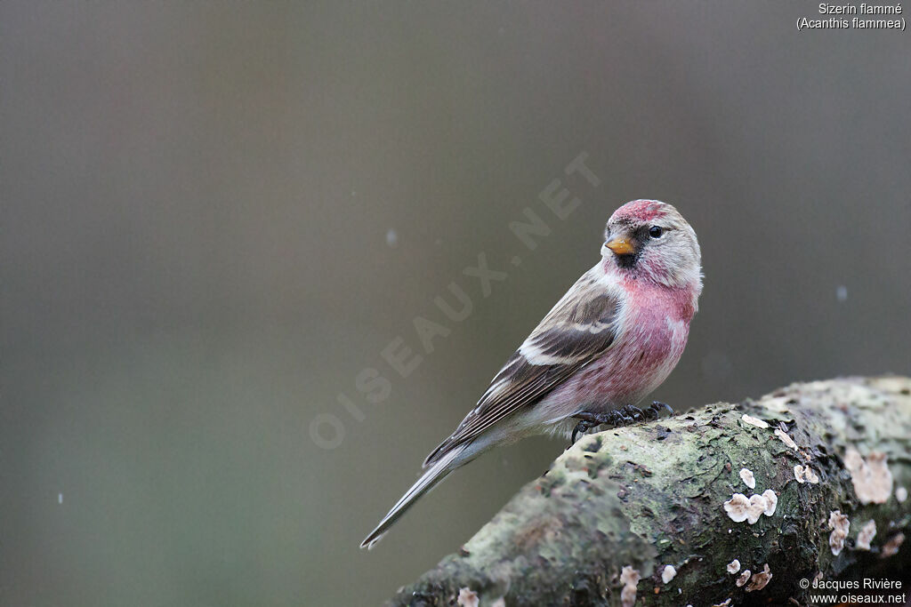 Common Redpoll male adult, identification