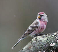 Common Redpoll