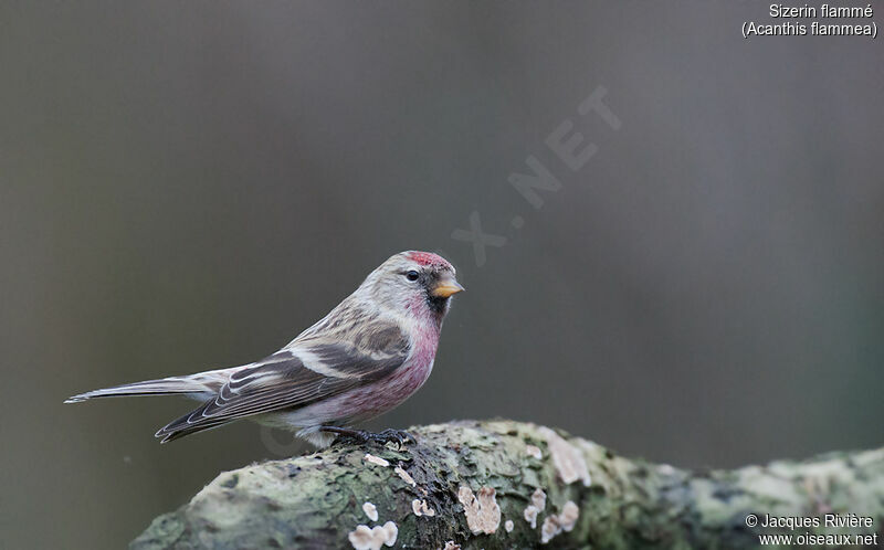 Common Redpoll male adult, identification